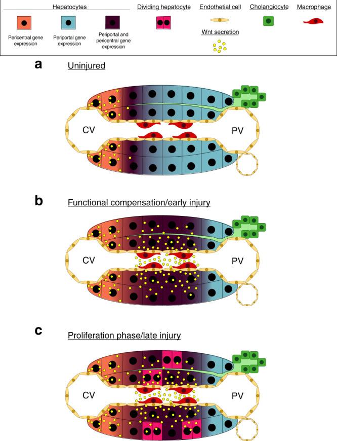 https://cdn.ncbi.nlm.nih.gov/pmc/blobs/25a5/7677389/1227b16e54d1/41467_2020_19558_Fig6_HTML.jpg