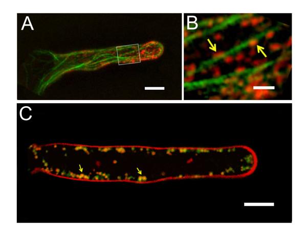 https://cdn.ncbi.nlm.nih.gov/pmc/blobs/25a6/2923527/90809aafafac/1471-2229-10-53-7.jpg