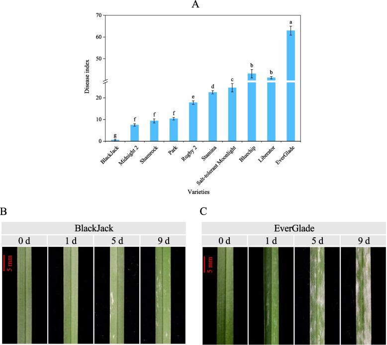 https://cdn.ncbi.nlm.nih.gov/pmc/blobs/25a8/9628184/c7eb334bc5f1/12870_2022_3883_Fig1_HTML.jpg