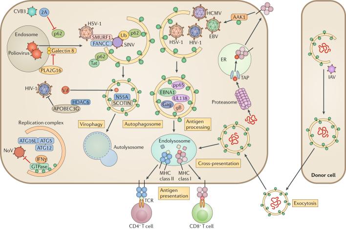 https://cdn.ncbi.nlm.nih.gov/pmc/blobs/25aa/7097573/34fdc44e974f/41579_2018_3_Fig2_HTML.jpg