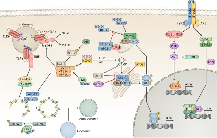 https://cdn.ncbi.nlm.nih.gov/pmc/blobs/25aa/7097573/76b133b77543/41579_2018_3_Fig1_HTML.jpg