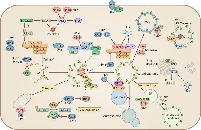 https://cdn.ncbi.nlm.nih.gov/pmc/blobs/25aa/7097573/b442f29f4c2f/41579_2018_3_Fig3_HTML.jpg