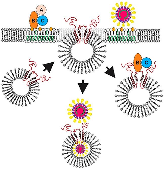 https://cdn.ncbi.nlm.nih.gov/pmc/blobs/25ac/11063343/4fbfef2729a3/fcimb-14-1334224-g007.jpg
