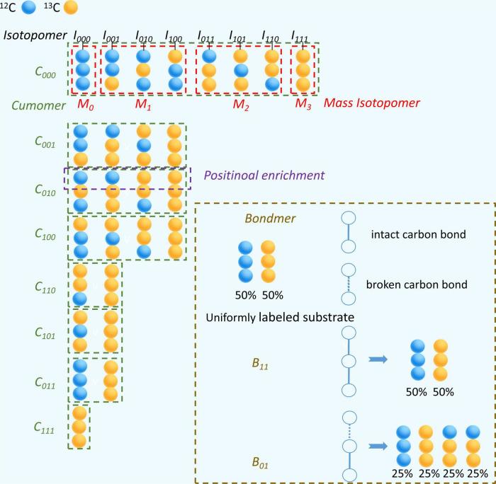 https://cdn.ncbi.nlm.nih.gov/pmc/blobs/25ac/9493264/7b1fb5935b1a/fnmol-15-883466-g004.jpg