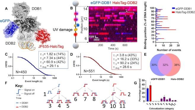https://cdn.ncbi.nlm.nih.gov/pmc/blobs/25af/10123111/0852ee44ff18/gkad095fig4.jpg