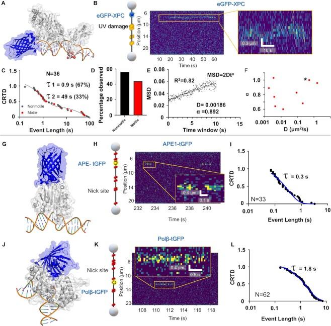 https://cdn.ncbi.nlm.nih.gov/pmc/blobs/25af/10123111/0c4f809efeb9/gkad095fig3.jpg