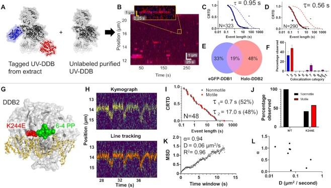 https://cdn.ncbi.nlm.nih.gov/pmc/blobs/25af/10123111/4d481d207e10/gkad095fig6.jpg