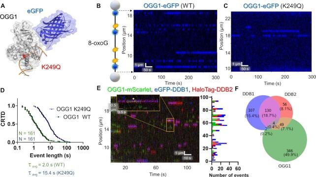 https://cdn.ncbi.nlm.nih.gov/pmc/blobs/25af/10123111/60449707e55b/gkad095fig7.jpg