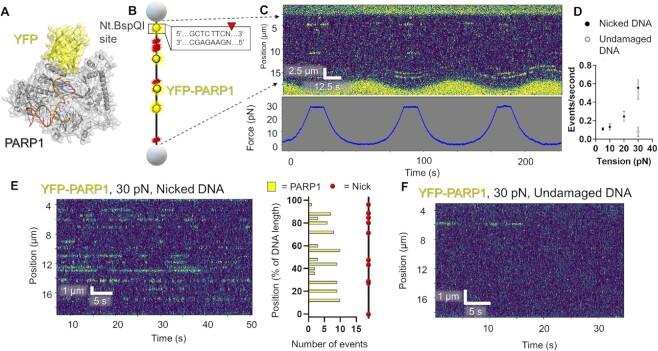 https://cdn.ncbi.nlm.nih.gov/pmc/blobs/25af/10123111/c491682f8832/gkad095fig2.jpg