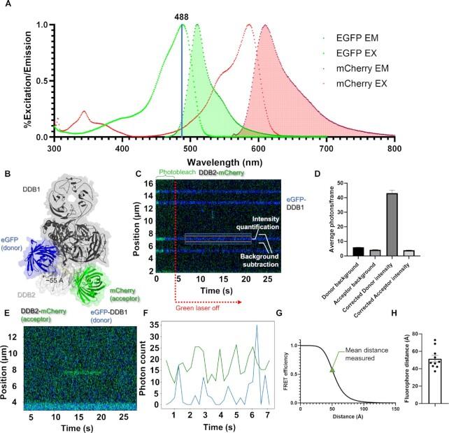 https://cdn.ncbi.nlm.nih.gov/pmc/blobs/25af/10123111/da846aeab3cf/gkad095fig5.jpg
