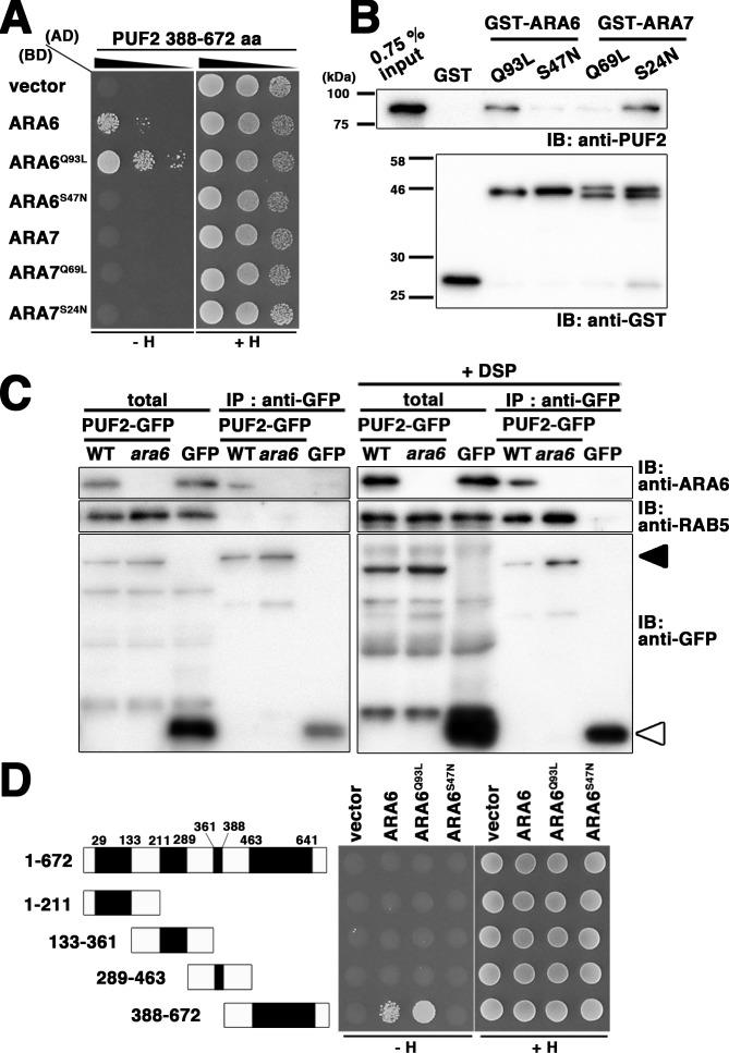https://cdn.ncbi.nlm.nih.gov/pmc/blobs/25b0/5947987/1c6cf902c5a8/elife-34064-fig1.jpg