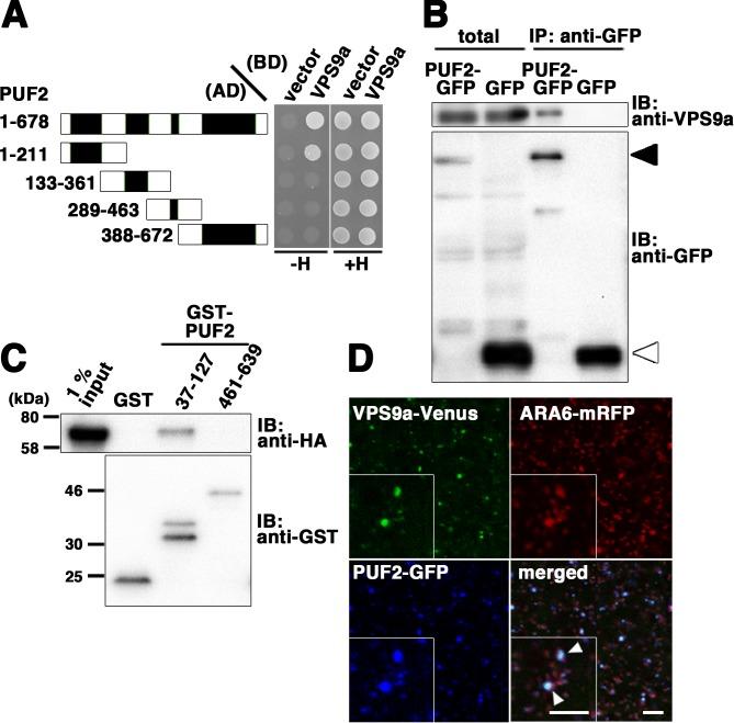 https://cdn.ncbi.nlm.nih.gov/pmc/blobs/25b0/5947987/5385b2d66e86/elife-34064-fig5.jpg