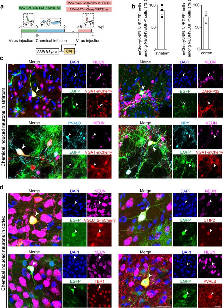 https://cdn.ncbi.nlm.nih.gov/pmc/blobs/25b0/7921425/6eb397739fe3/41421_2021_243_Fig2_HTML.jpg