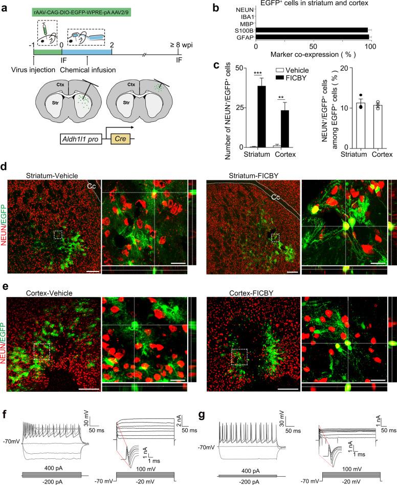 https://cdn.ncbi.nlm.nih.gov/pmc/blobs/25b0/7921425/855617ab7e54/41421_2021_243_Fig1_HTML.jpg