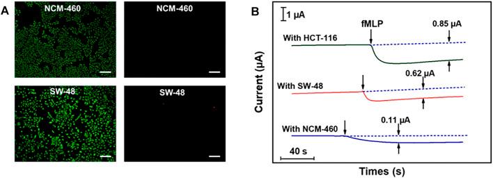 https://cdn.ncbi.nlm.nih.gov/pmc/blobs/25b2/8980740/f5607b31dfd6/fchem-10-873187-g007.jpg