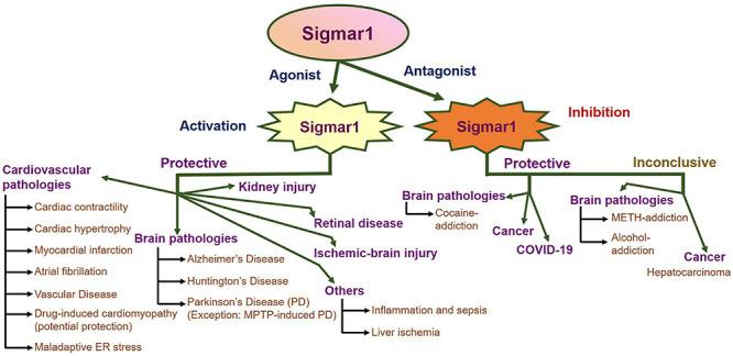 https://cdn.ncbi.nlm.nih.gov/pmc/blobs/25b3/8293995/1ab054d84a71/fphys-12-705575-g004.jpg