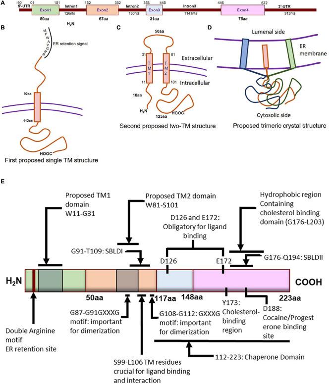 https://cdn.ncbi.nlm.nih.gov/pmc/blobs/25b3/8293995/ac857fa2fd60/fphys-12-705575-g001.jpg