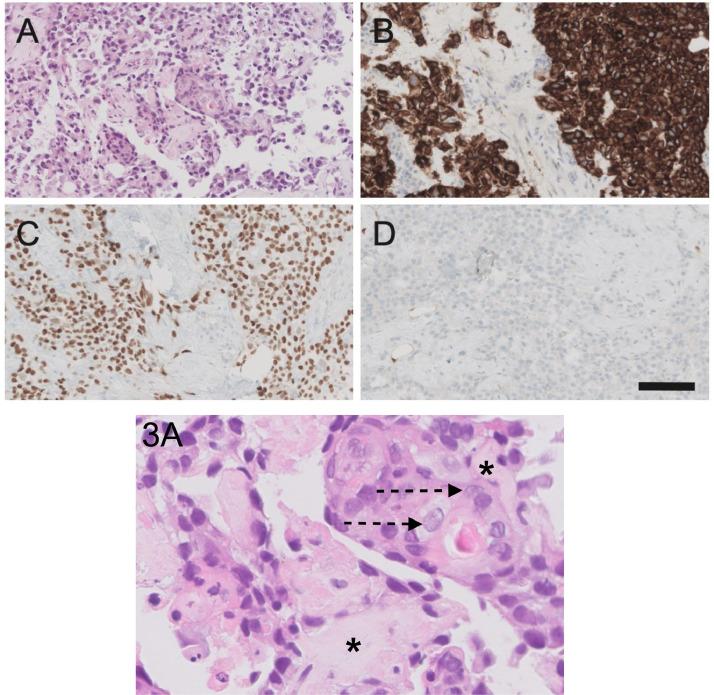 https://cdn.ncbi.nlm.nih.gov/pmc/blobs/25b4/10789930/701ed8111c76/gr3.jpg
