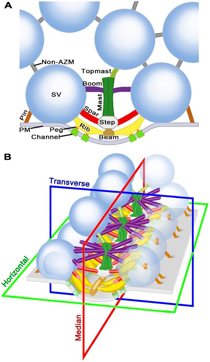 https://cdn.ncbi.nlm.nih.gov/pmc/blobs/25b5/3718691/029b7179a6ed/pone.0069410.g001.jpg