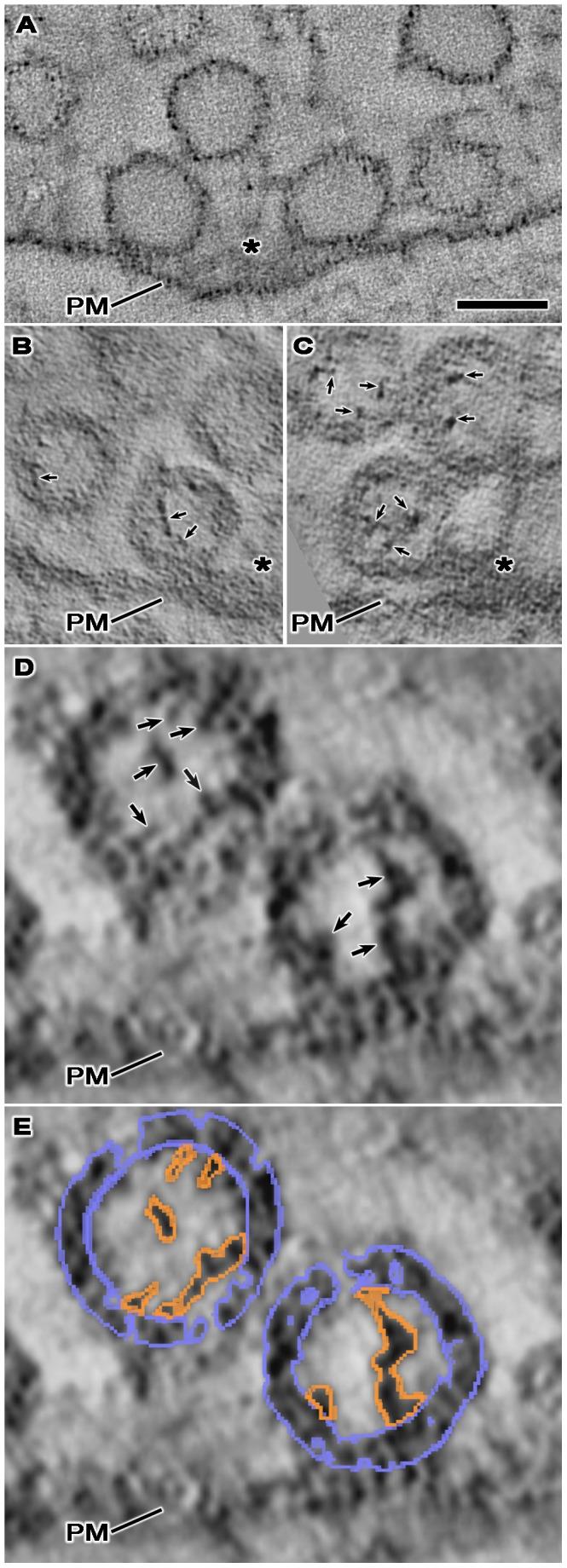 https://cdn.ncbi.nlm.nih.gov/pmc/blobs/25b5/3718691/9415e2fddf3e/pone.0069410.g002.jpg
