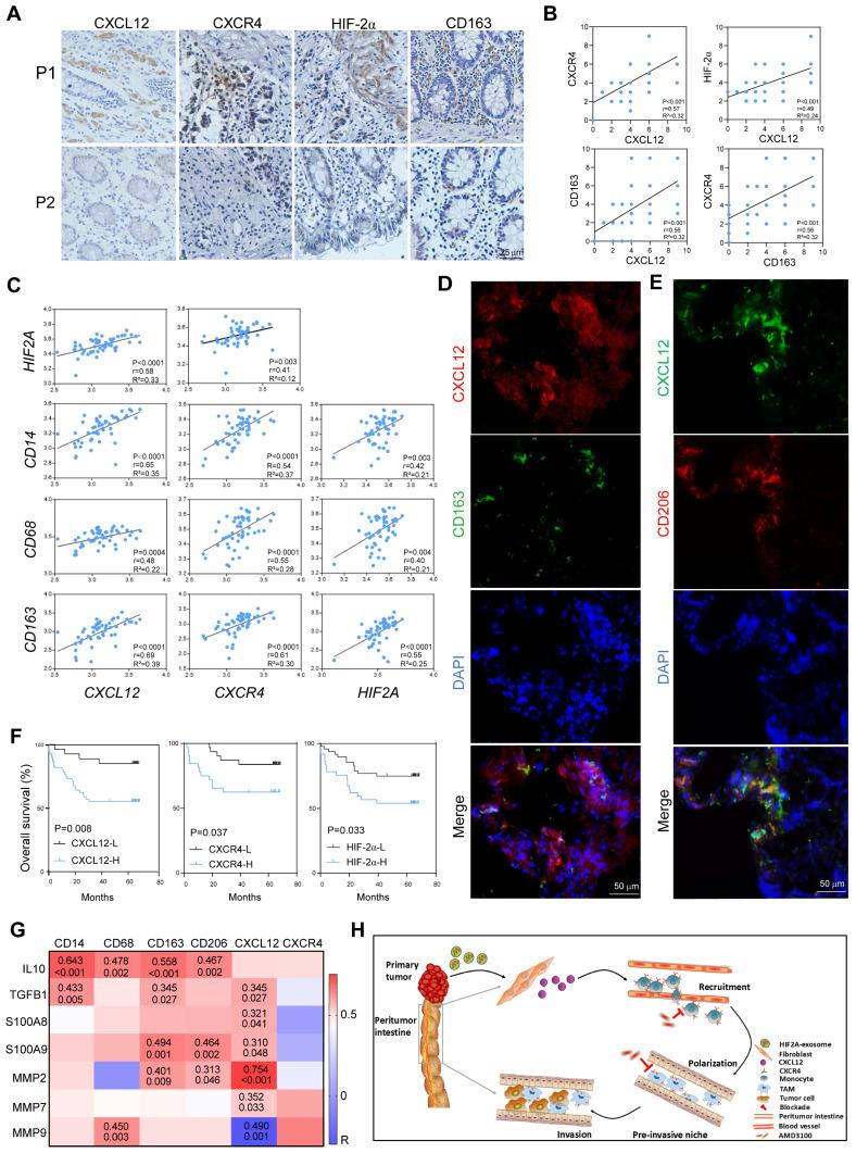 https://cdn.ncbi.nlm.nih.gov/pmc/blobs/25b7/12316027/9164151961cd/thnov15p7709g008.jpg