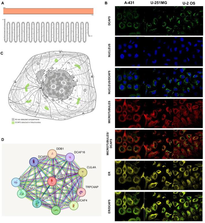 https://cdn.ncbi.nlm.nih.gov/pmc/blobs/25c4/12170971/d38acd717948/12672_2025_2974_Fig2_HTML.jpg