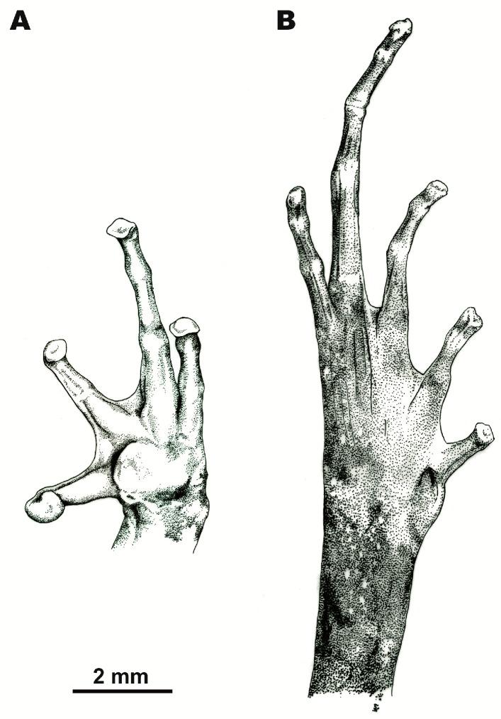 https://cdn.ncbi.nlm.nih.gov/pmc/blobs/25c4/5968861/59b91f27e0c8/ZoolRes-39-3-185-g004.jpg