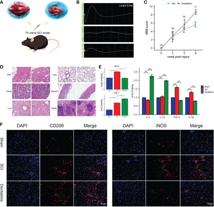 https://cdn.ncbi.nlm.nih.gov/pmc/blobs/25c4/9894719/2c3d688cc716/fimmu-14-1068359-g009.jpg