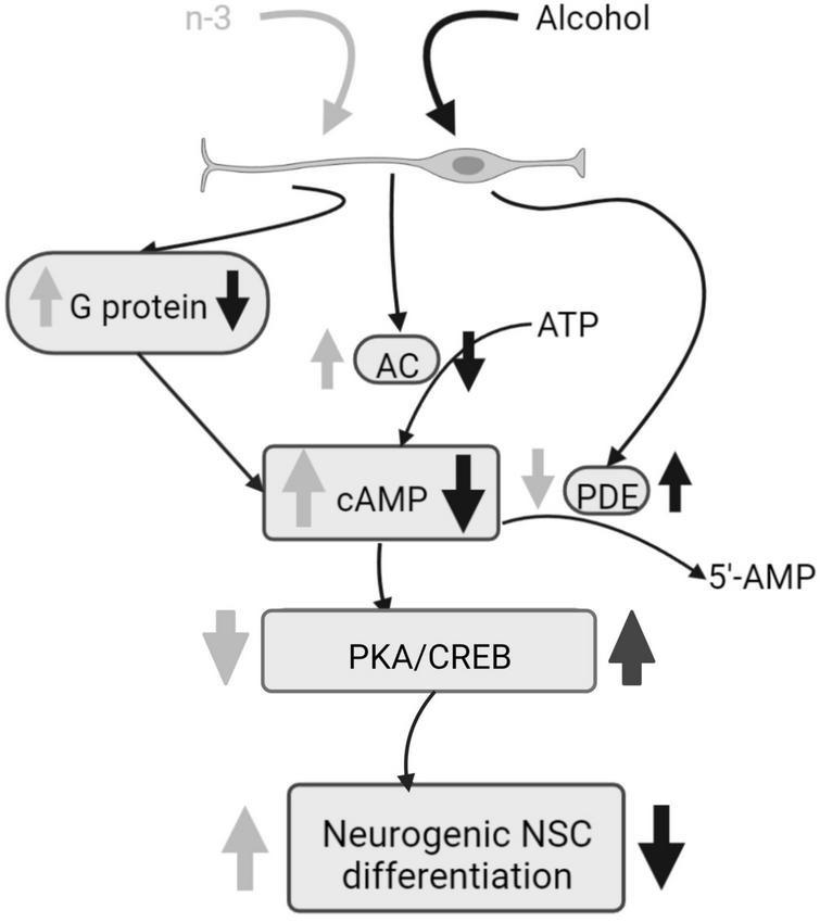 https://cdn.ncbi.nlm.nih.gov/pmc/blobs/25c5/10113533/418b75619ec4/fnut-10-1068343-g002.jpg