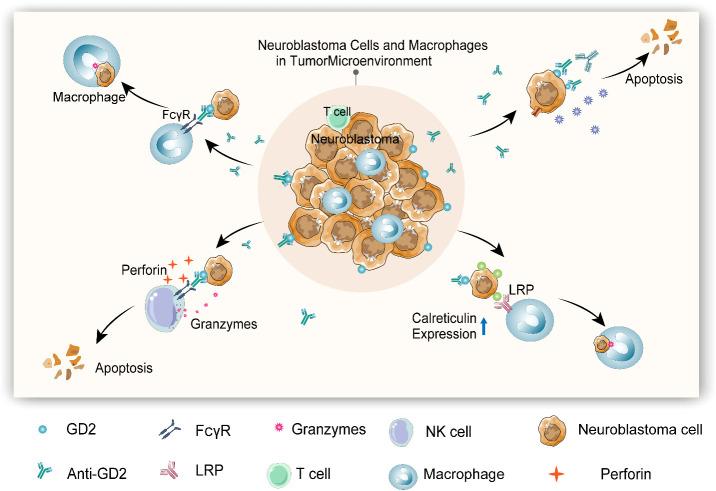 https://cdn.ncbi.nlm.nih.gov/pmc/blobs/25c6/9978522/bc772a126ae0/fonc-13-1015115-g001.jpg