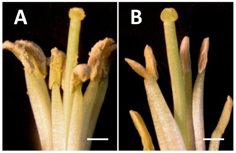 https://cdn.ncbi.nlm.nih.gov/pmc/blobs/25c7/4730287/ab09a8b34ae3/ijms-17-00042-g001.jpg