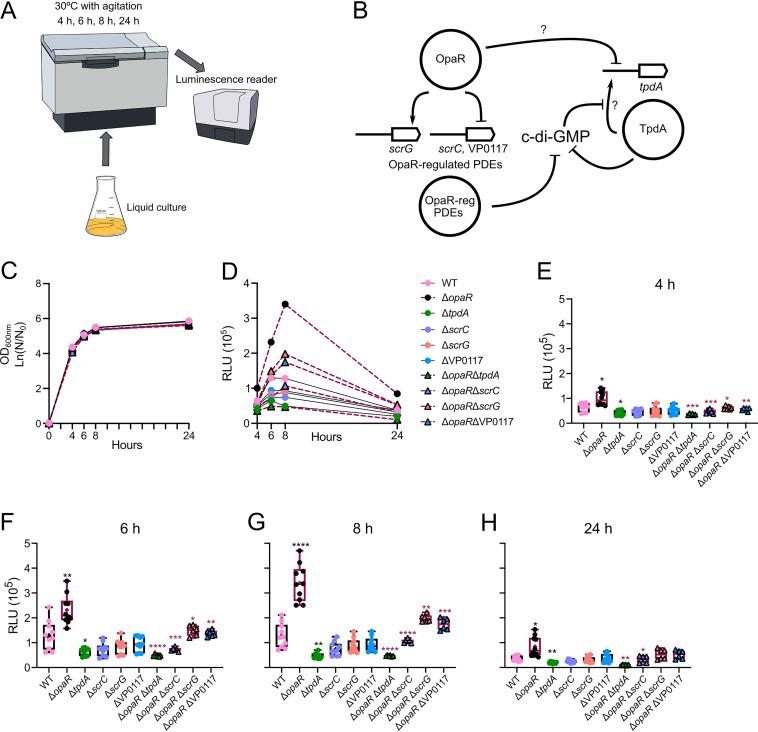 https://cdn.ncbi.nlm.nih.gov/pmc/blobs/25c8/10269520/ed9dee19374e/spectrum.00872-23-f001.jpg