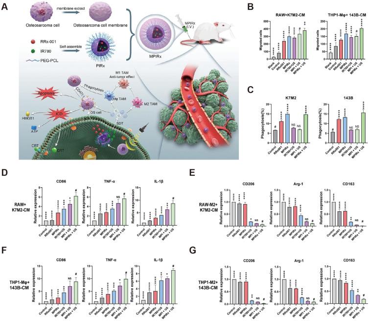 https://cdn.ncbi.nlm.nih.gov/pmc/blobs/25cb/11799554/485e5b01e72d/fimmu-15-1498060-g008.jpg