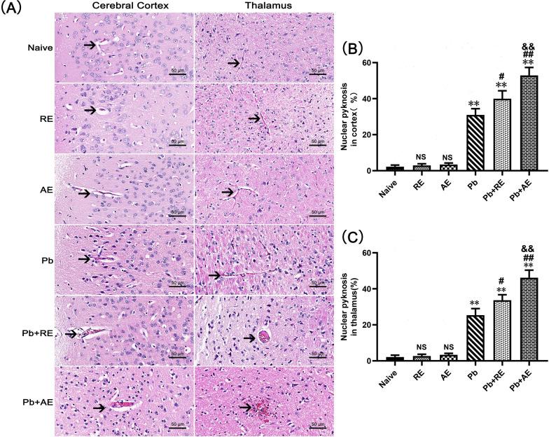 https://cdn.ncbi.nlm.nih.gov/pmc/blobs/25cb/12220399/80dde691da68/13071_2025_6863_Fig3_HTML.jpg