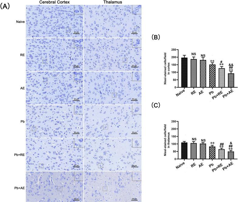 https://cdn.ncbi.nlm.nih.gov/pmc/blobs/25cb/12220399/8bdc798ec910/13071_2025_6863_Fig6_HTML.jpg