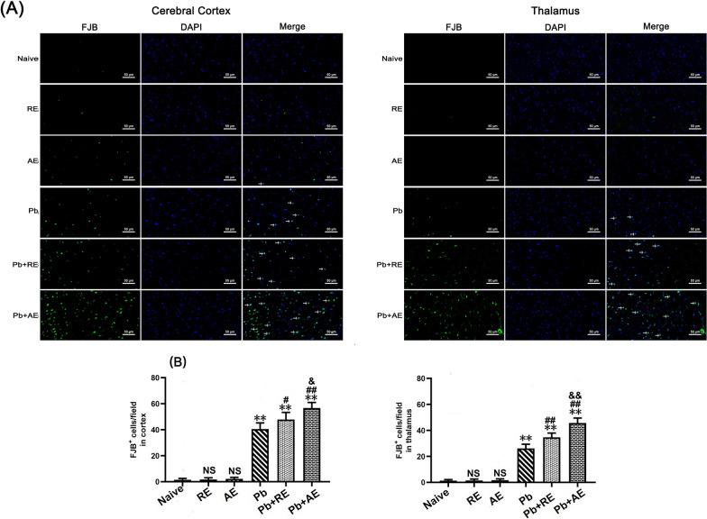 https://cdn.ncbi.nlm.nih.gov/pmc/blobs/25cb/12220399/b6f2de343770/13071_2025_6863_Fig7_HTML.jpg