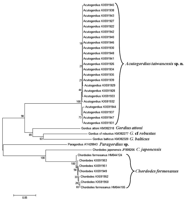 https://cdn.ncbi.nlm.nih.gov/pmc/blobs/25ce/5523353/b897a38ce3bd/zookeys-683-001-g007.jpg