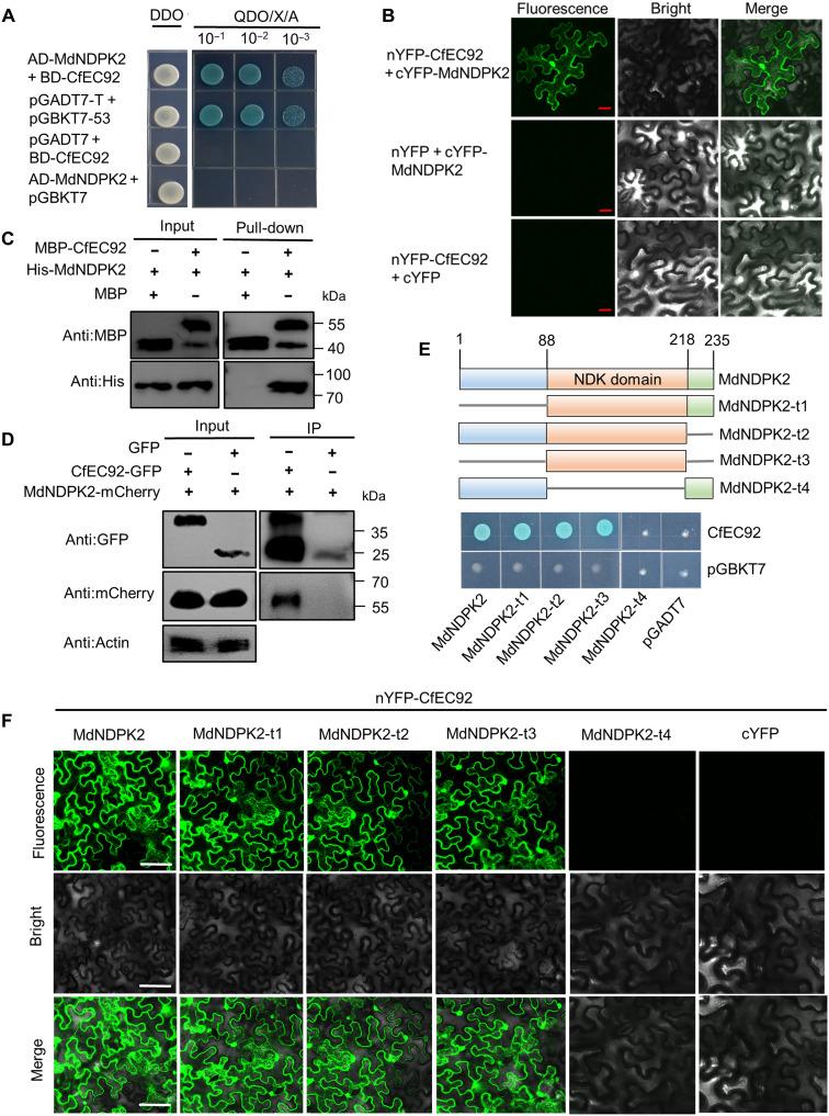 https://cdn.ncbi.nlm.nih.gov/pmc/blobs/25cf/12175893/bec60ede3f53/sciadv.adt7970-f1.jpg
