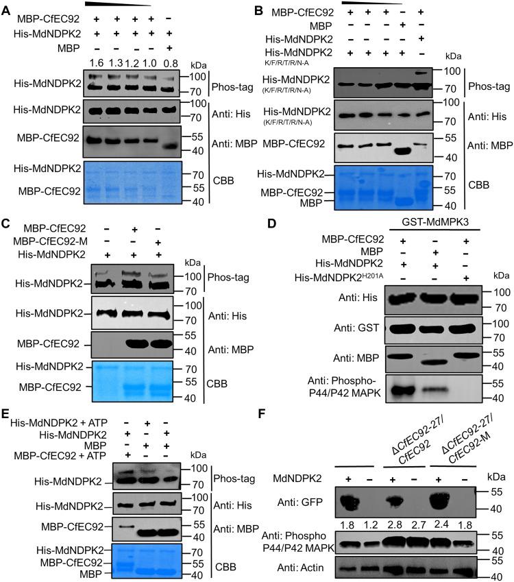https://cdn.ncbi.nlm.nih.gov/pmc/blobs/25cf/12175893/ff9af98cfdbf/sciadv.adt7970-f7.jpg