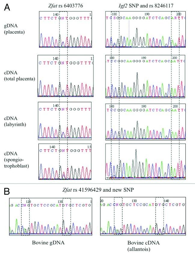 https://cdn.ncbi.nlm.nih.gov/pmc/blobs/25d0/3466192/464b9e0b0721/epi-7-1079-g2.jpg