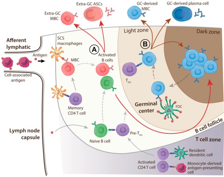 https://cdn.ncbi.nlm.nih.gov/pmc/blobs/25d0/8002393/416056c8f65f/pathogens-10-00355-g002.jpg