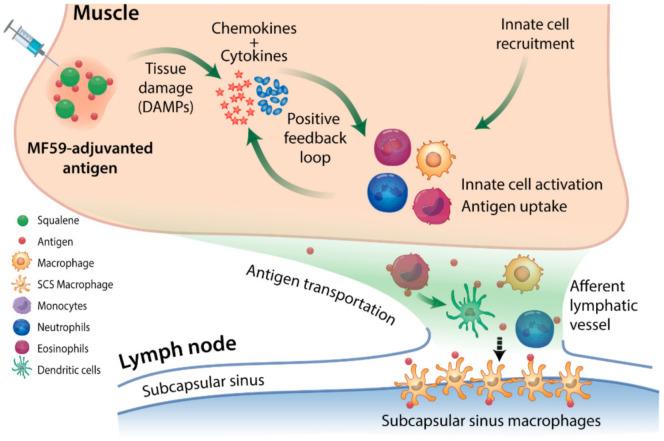 https://cdn.ncbi.nlm.nih.gov/pmc/blobs/25d0/8002393/7caa91c6d514/pathogens-10-00355-g001.jpg