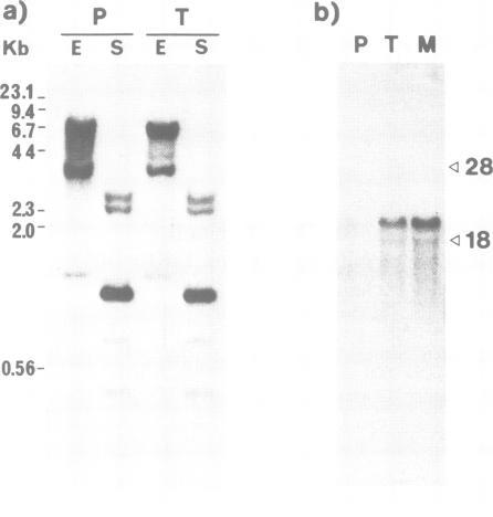 https://cdn.ncbi.nlm.nih.gov/pmc/blobs/25d1/401392/e6f1642dc0e5/emboj00134-0334-a.jpg