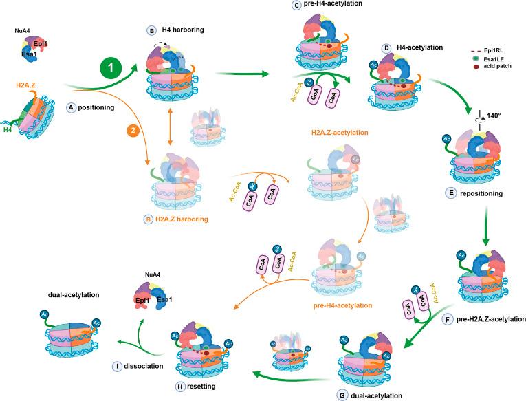 https://cdn.ncbi.nlm.nih.gov/pmc/blobs/25d2/11962513/ac63a1dde48e/pnas.2414490122fig04.jpg