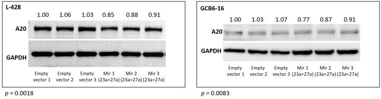 https://cdn.ncbi.nlm.nih.gov/pmc/blobs/25d2/8269295/33eda83fd50a/cancers-13-03131-g003.jpg