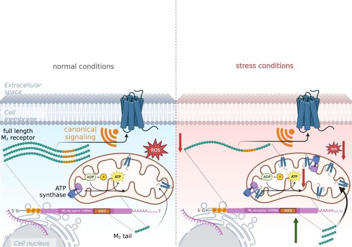 https://cdn.ncbi.nlm.nih.gov/pmc/blobs/25d3/11093360/50ab2fb413cd/pbio.3002582.g008.jpg