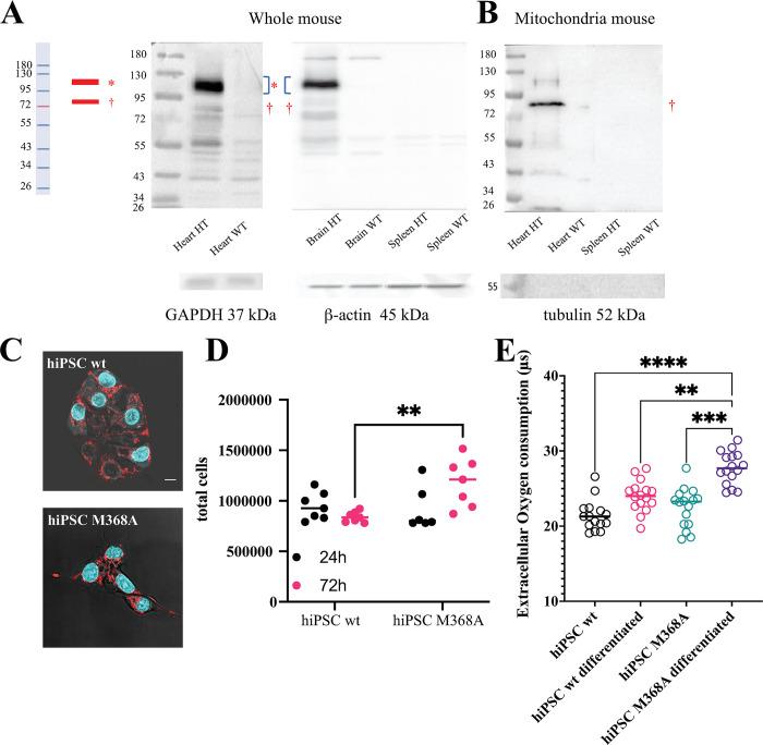 https://cdn.ncbi.nlm.nih.gov/pmc/blobs/25d3/11093360/544916eee208/pbio.3002582.g007.jpg