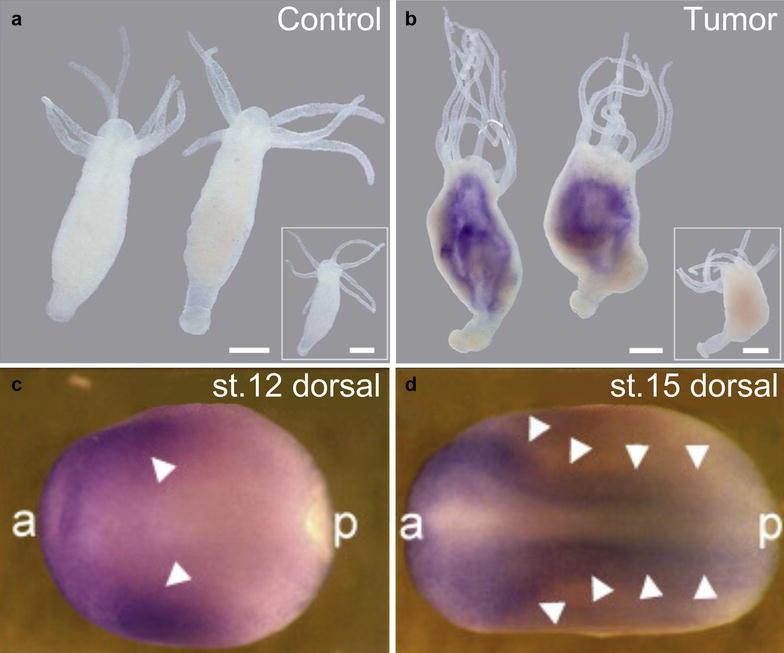 https://cdn.ncbi.nlm.nih.gov/pmc/blobs/25d7/5693707/b211a8882005/13578_2017_188_Fig2_HTML.jpg