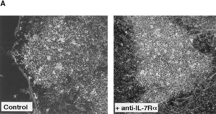 https://cdn.ncbi.nlm.nih.gov/pmc/blobs/25d8/2212440/43356cce0970/JEM980458.f7a.jpg