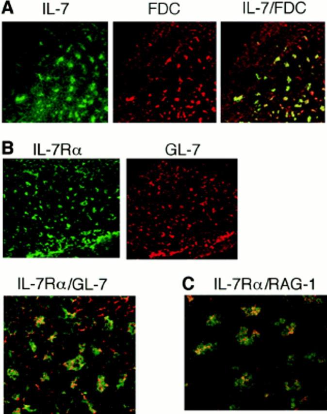 https://cdn.ncbi.nlm.nih.gov/pmc/blobs/25d8/2212440/903f6bf12104/JEM980458.f5.jpg